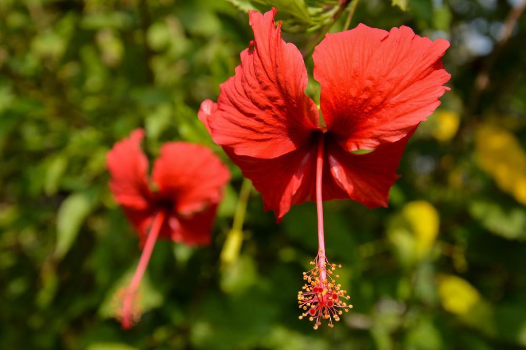 Le Flamboyant Resort Kep Ngoại thất bức ảnh