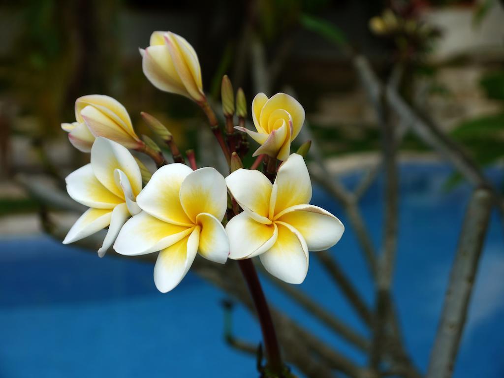 Le Flamboyant Resort Kep Ngoại thất bức ảnh